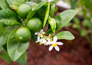 Seedless Lime (Bangalore)